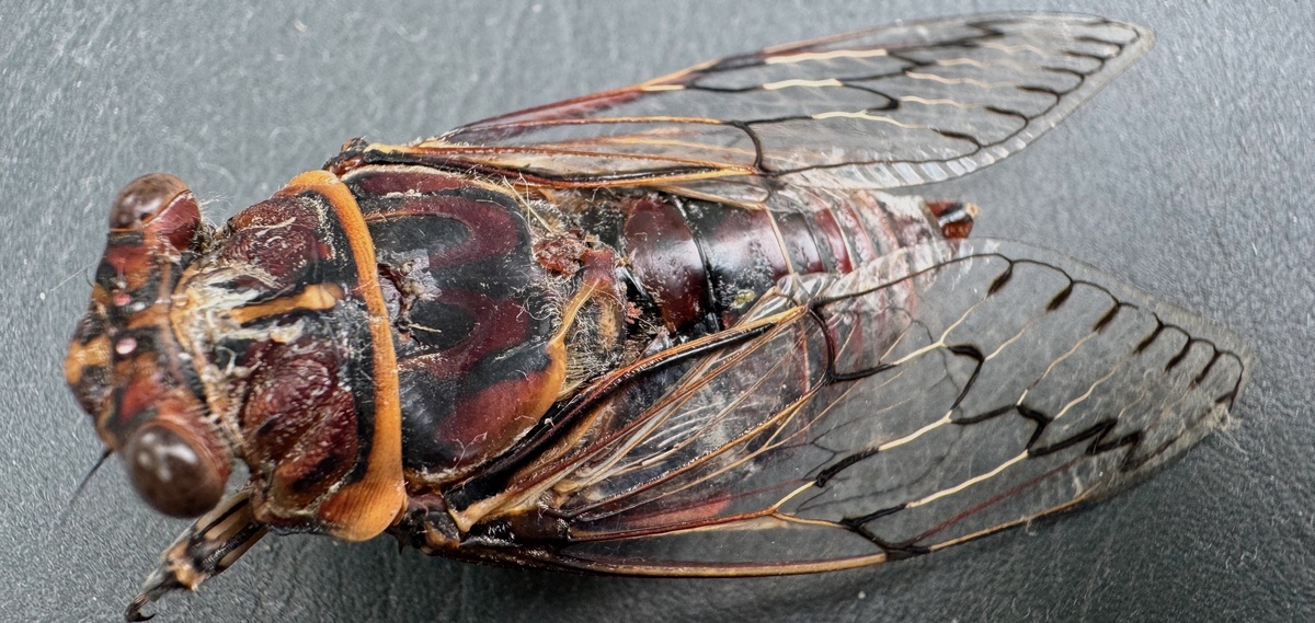 Breathing with the Forest